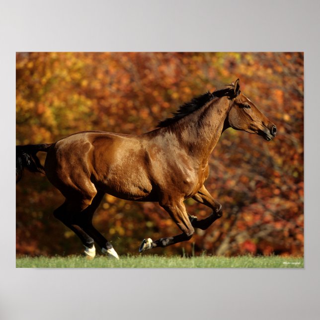 Affiche Bay Warmblood Running Autumn Background (Devant)