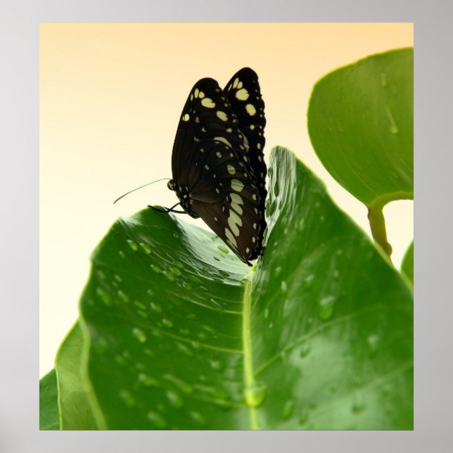 Affiche bb fli 2 (Devant)