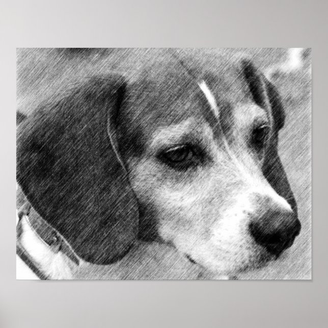 Affiche Beagle Dog Face Pencil Art #2 (Devant)