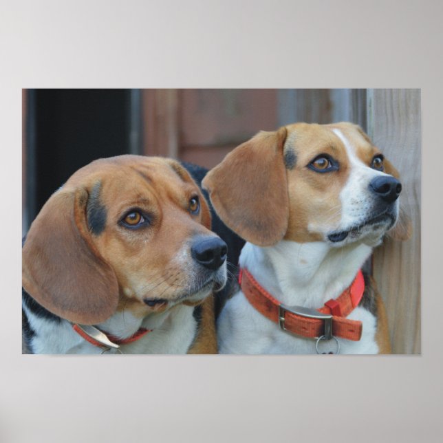 Affiche Beagle Meilleurs amis (Devant)