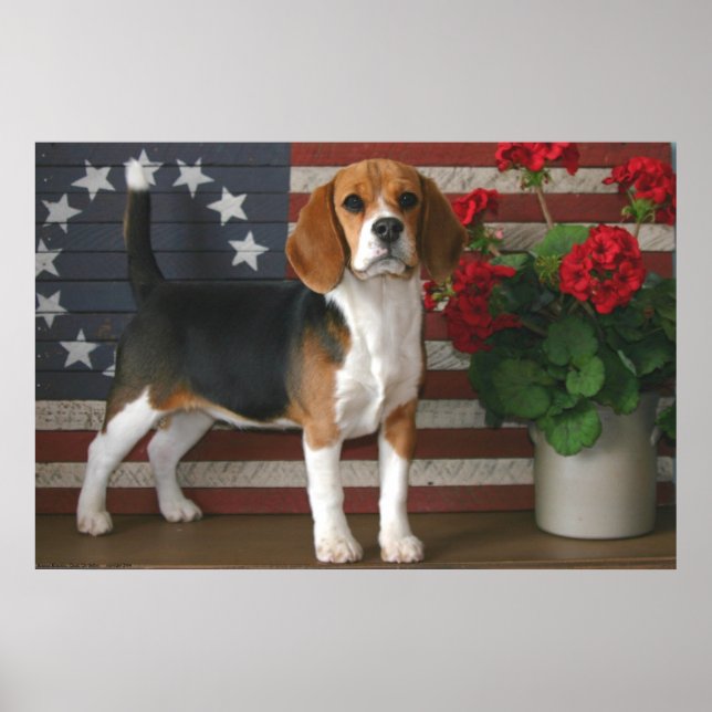 Affiche Beagle patriotique (Devant)