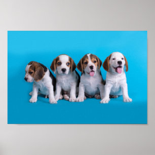 Affiche Beagle Puppies