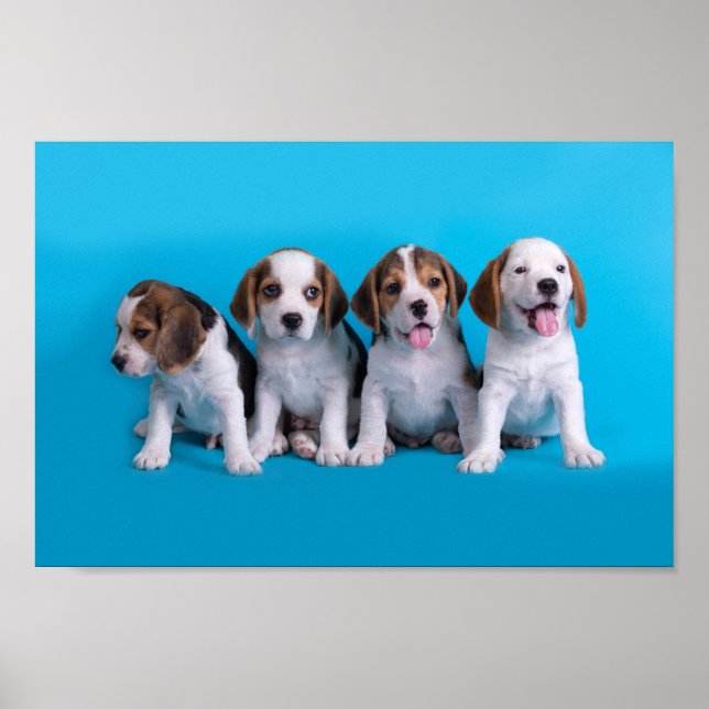 Affiche Beagle Puppies (Devant)
