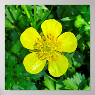 Affiche Beaming Buttercup Flower.