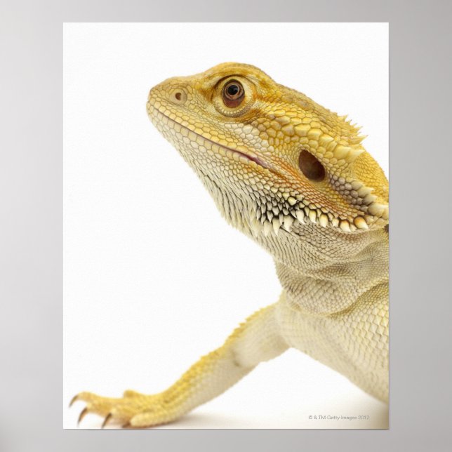 Affiche Bearded dragon (Pogona Vitticeps) (Devant)