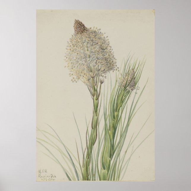 Affiche Beargrass (Xerophyllum tenax) (Devant)