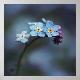 Affiche Beau Bleu Élégant Oubliez-moi-pas Fleurs