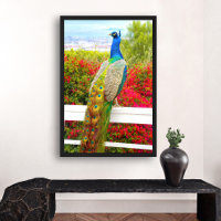 Beau bleu vert Peacock photo élégant moderne