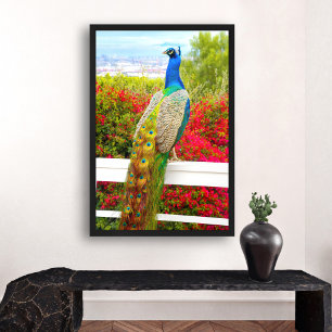 Affiche Beau bleu vert Peacock photo élégant moderne
