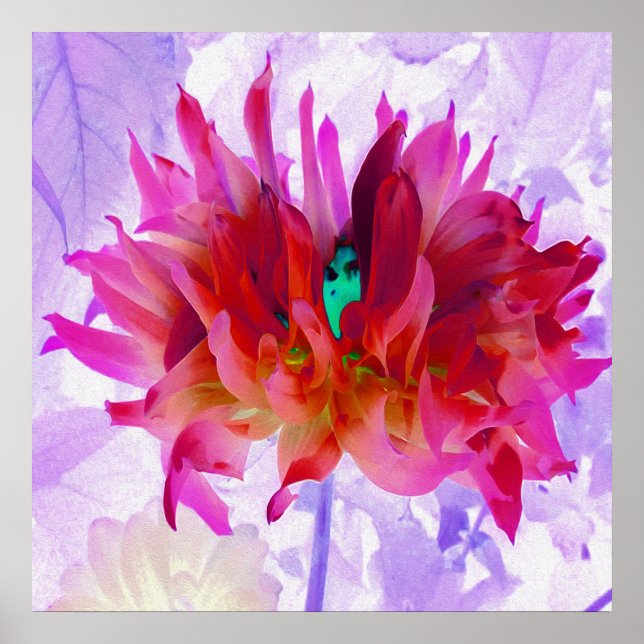 Affiche Beau cactus rouge et rose chaud Dahlia (Devant)