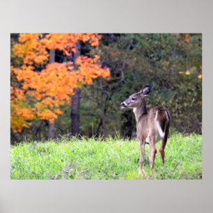 Affiche Beau cerf dans le champ d'automne