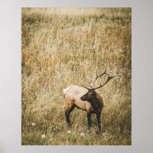 AFFICHE BEAU CERF D'ELK