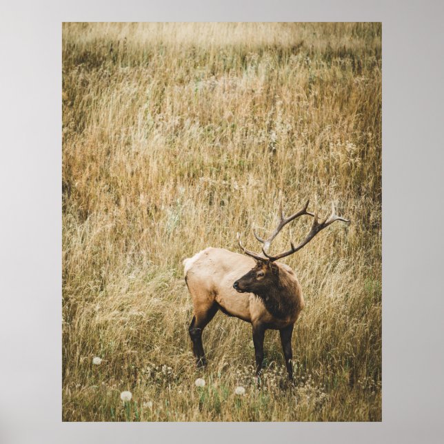 AFFICHE BEAU CERF D'ELK (Devant)