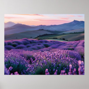 Affiche Beau champ de lavande au coucher du soleil