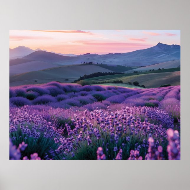 Affiche Beau champ de lavande au coucher du soleil (Devant)