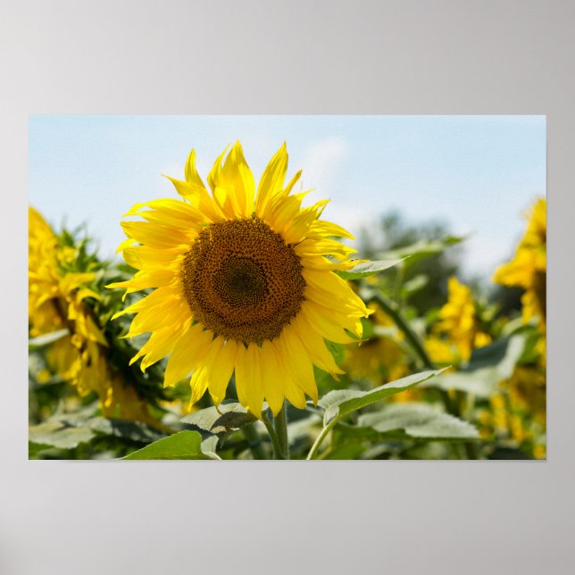 Affiche - Beau champ de tournesols  (Devant)