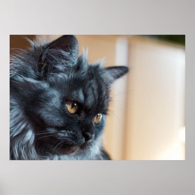 Affiche Beau chat (Devant)