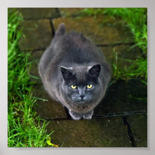 Affiche Beau chat gris