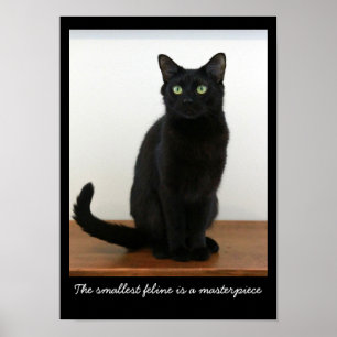 Affiche Beau chat noir