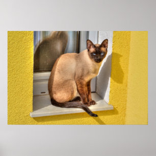 Affiche Beau Chat Siamais