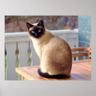 Affiche Beau chat siamois avec yeux bleus