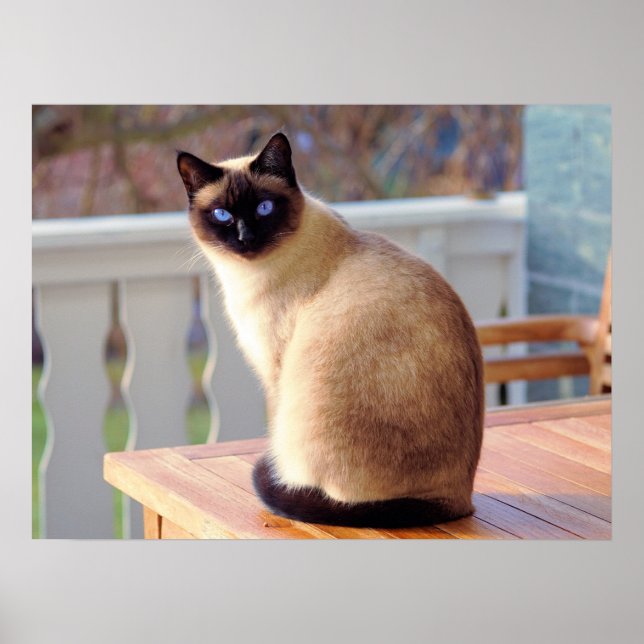 Affiche Beau chat siamois avec yeux bleus (Devant)