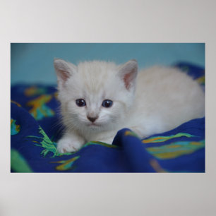 Affiche Beau chaton