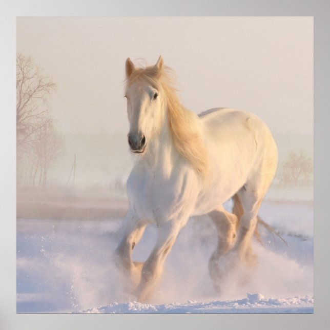 Affiche Beau Cheval Blanc Galloping dans la neige (Devant)