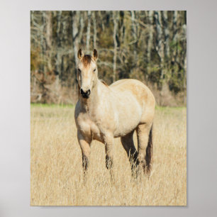 Affiche Beau Cheval de Buckskin