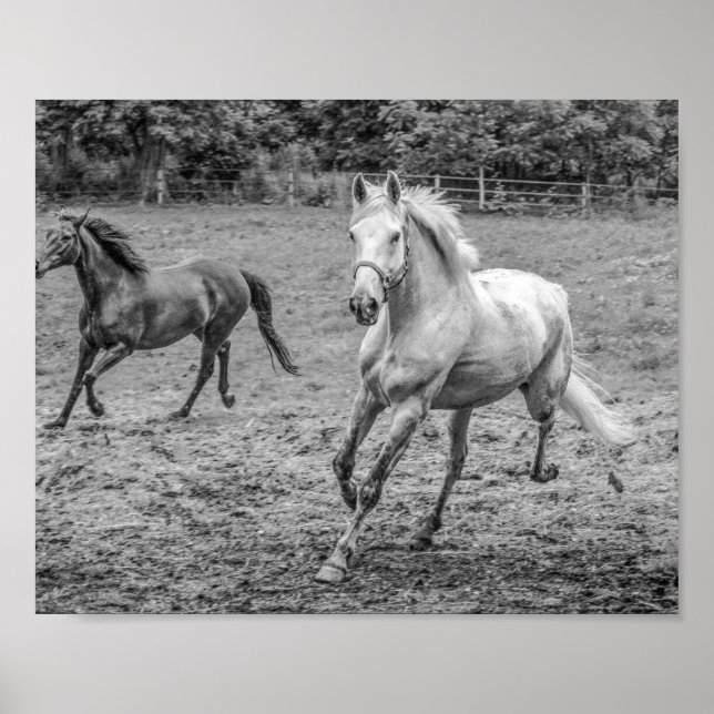 Affiche Beau Chevaux B&W (Devant)