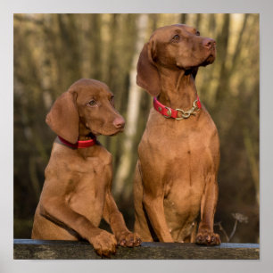 Affiche Beau chien sportif de Vizsla
