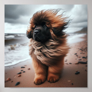 Affiche Beau chiot Leonberger