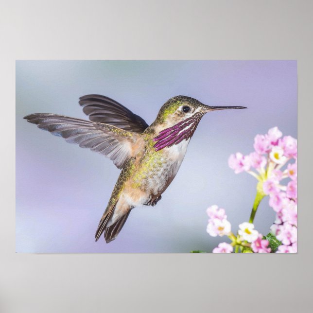 Affiche Beau Colibri volant en violet et rose (Devant)