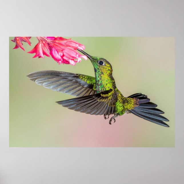 Affiche Beau colibri volant vers une fleur (Devant)