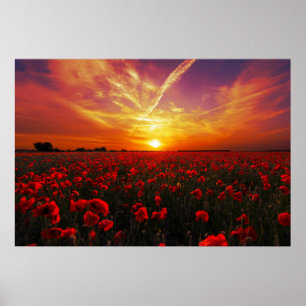 Affiche Beau coucher du soleil rouge de gisement de fleur