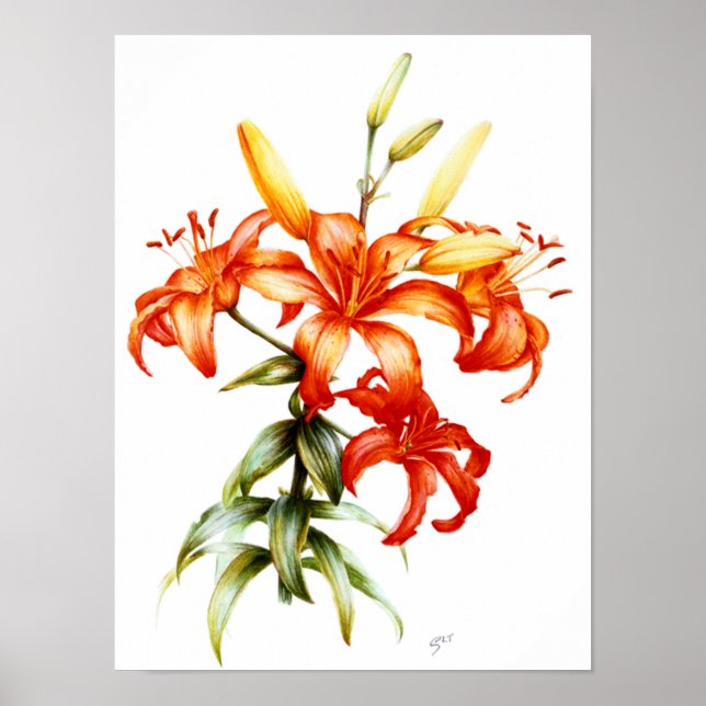Affiche Beau crayon de lys orange et aquarelle art (Devant)