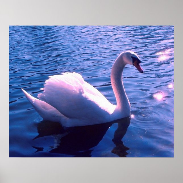 Affiche Beau cygne dans le lac (Devant)