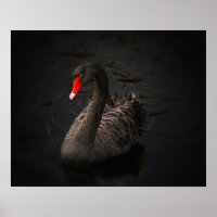 Beau cygne noir avec un bec rouge vif