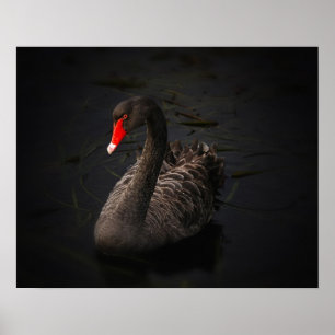 Affiche Beau cygne noir avec un bec rouge vif