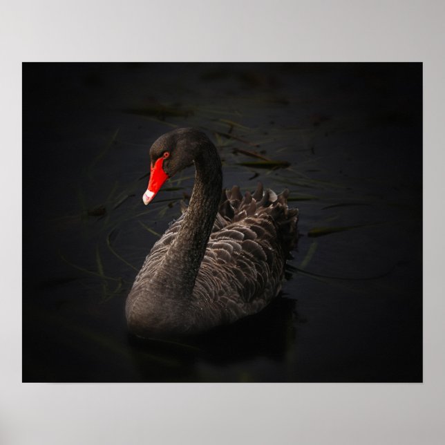 Affiche Beau cygne noir avec un bec rouge vif (Devant)