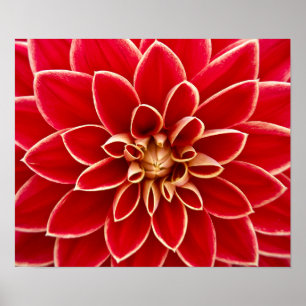 Affiche Beau dahlia rouge