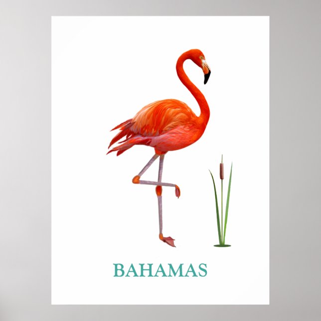 Affiche Beau Flamant rose rose Oiseau & Reed Plante sur Bl (Devant)