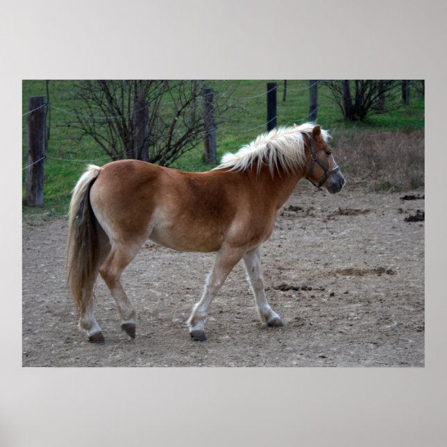 Affiche Beau Haflinger (Devant)