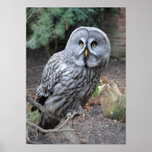 Affiche Beau hibou gris