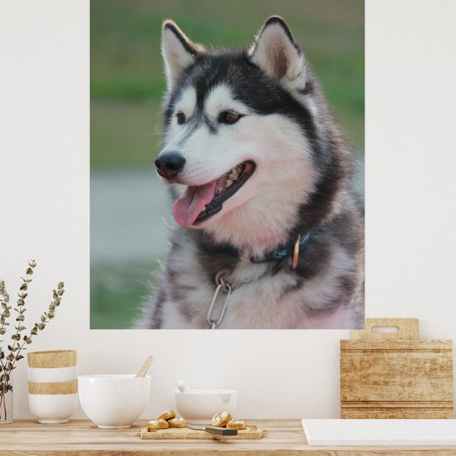 Affiche Beau Husky Art Print Sled Dog (Cuisine)