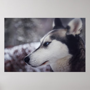 Affiche Beau Husky Fermer Imprimer Chien à traîneau