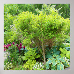 Affiche Beau jardin paysager vert avec hostas