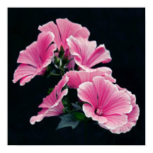 Beau Jardin Rose Mallow Roses Fleurs