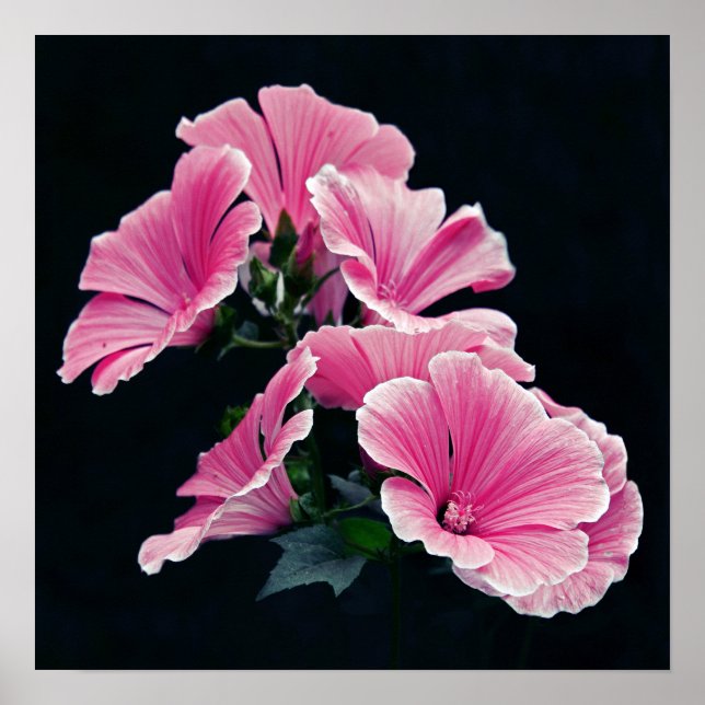 Affiche Beau Jardin Rose Mallow Roses Fleurs (Devant)