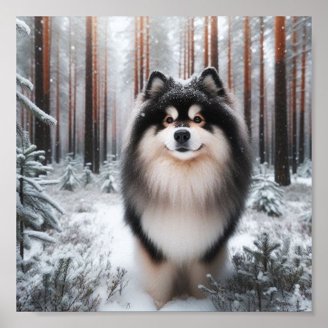 Affiche Beau Lapphund Finlandais (Devant)